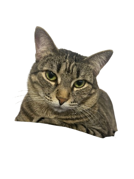 cleo-awake.png
