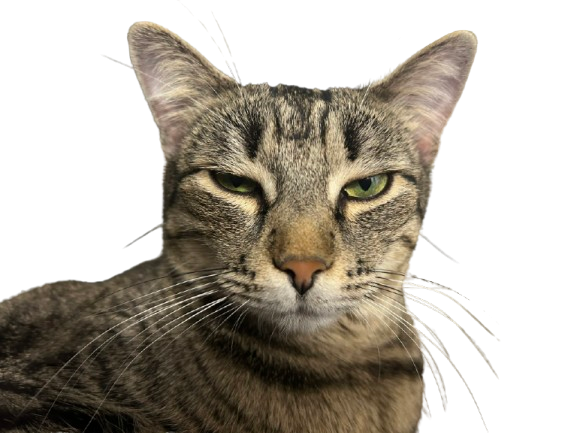 cleo-grumpy.png