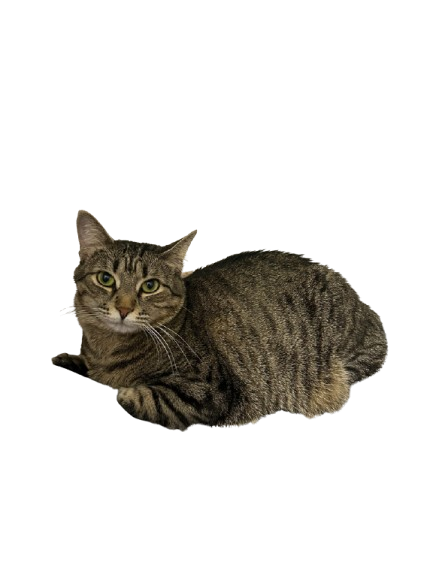 cleo-happy.png
