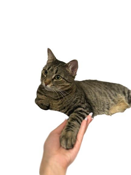 cleo-high-five.png