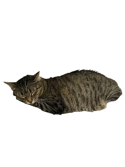 cleo-sleepy.png